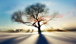 大象队连胜狂潮引起球迷狂欢